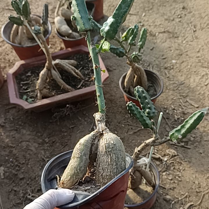 兰***姐嫁接两点脱土发货