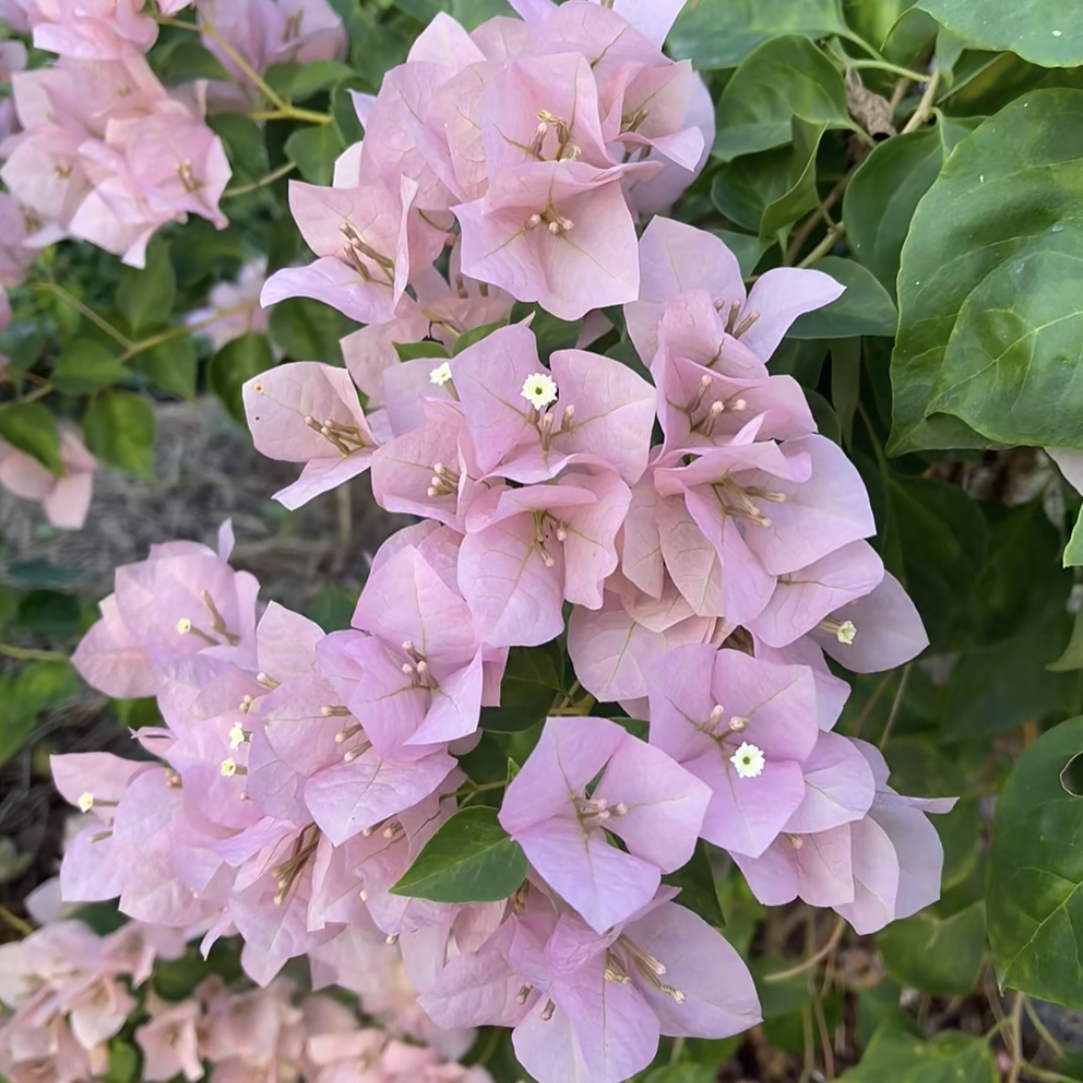 【暗斑丽人】四季开花勤（落花落叶不售后一个月内换盆不售后）哇塞2