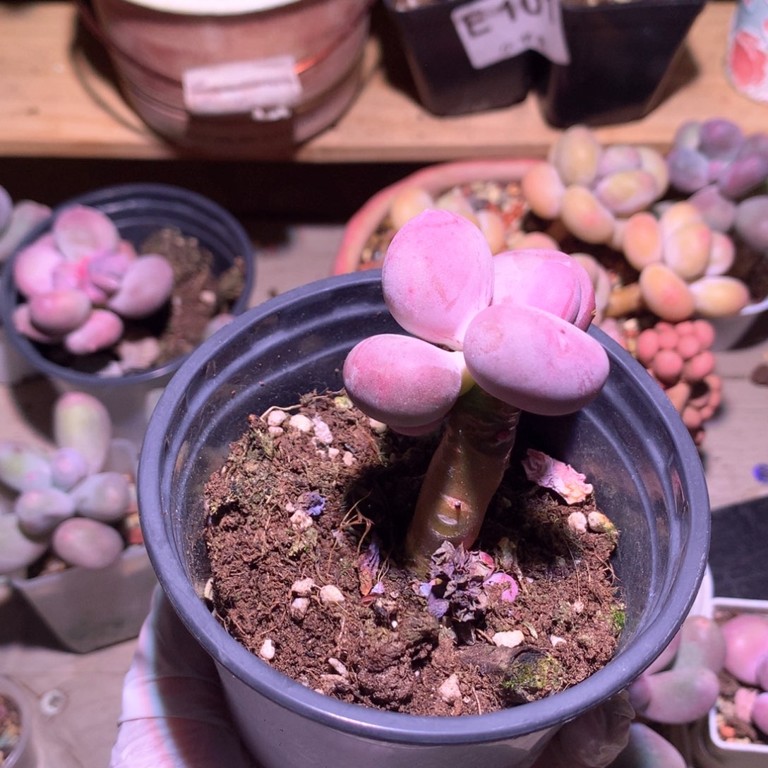 小屁桃奶酪多肉小屁桃