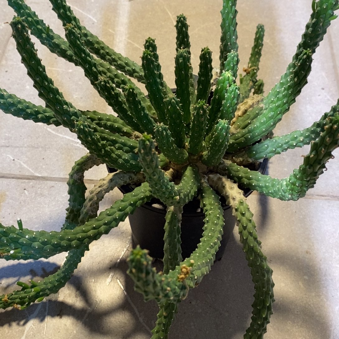 天***冬九头龙大戟带盆发货