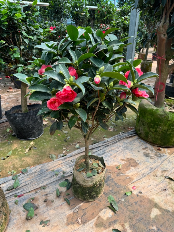 四季开花带花苞耐寒山茶花盆栽室内外绿植花卉
