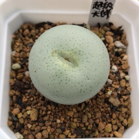 多肉肉锥 3.5Cm 超级大饼