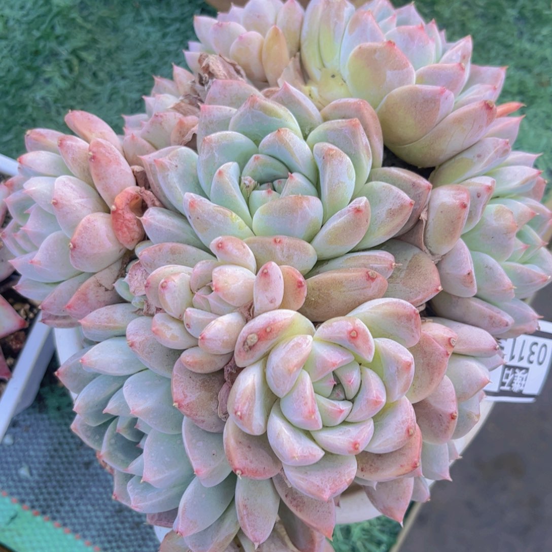 冰山美人03113多肉植物