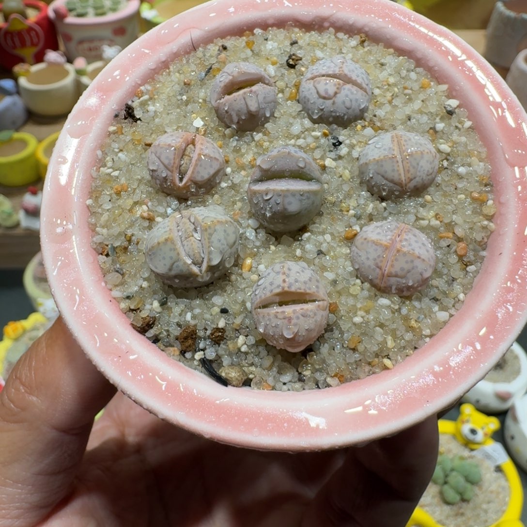 蘑菇1217金边幻玉多肉植物