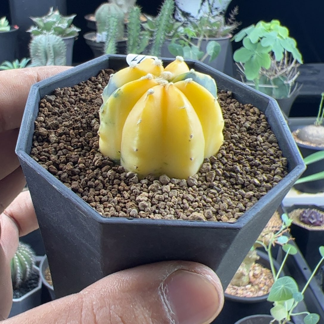 兜锦实生3.3一物一拍带盆发