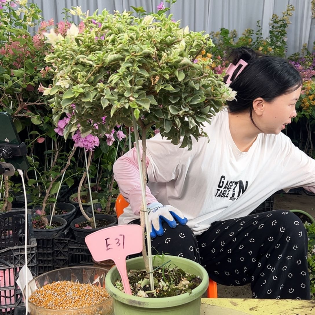 老***爷大部分花苞少量开放E37少女心