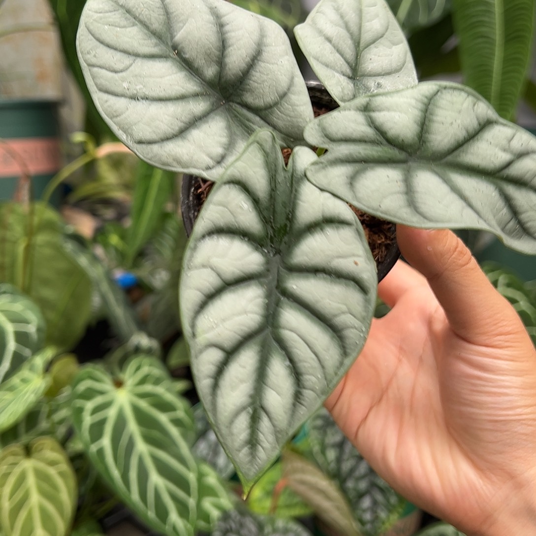 完全开放小白犀牛海芋（拍此链接联系主播挑选）