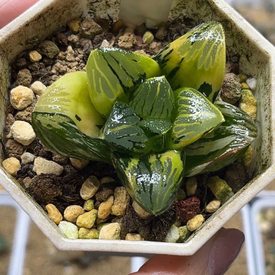 52非组黑肌克锦巨大丸叶福利专场