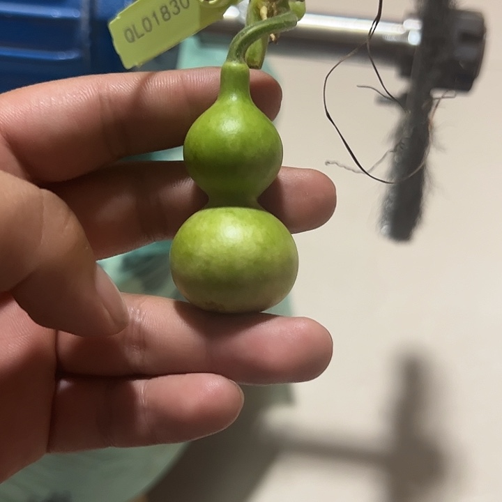 陈***鹿有机玻璃蚂蚁蚂蚁蚂蚁蚂蚁