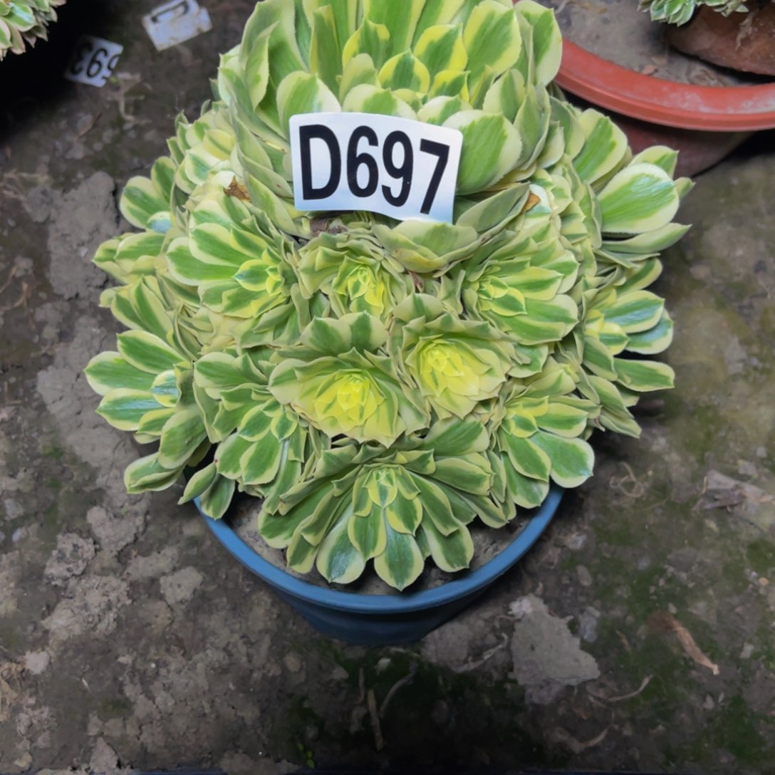 迈巴赫法师26///////27包邮