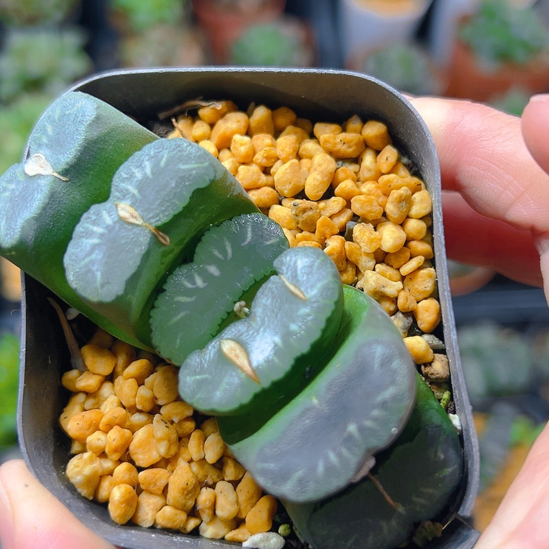 白瓷玉扇多肉多肉1