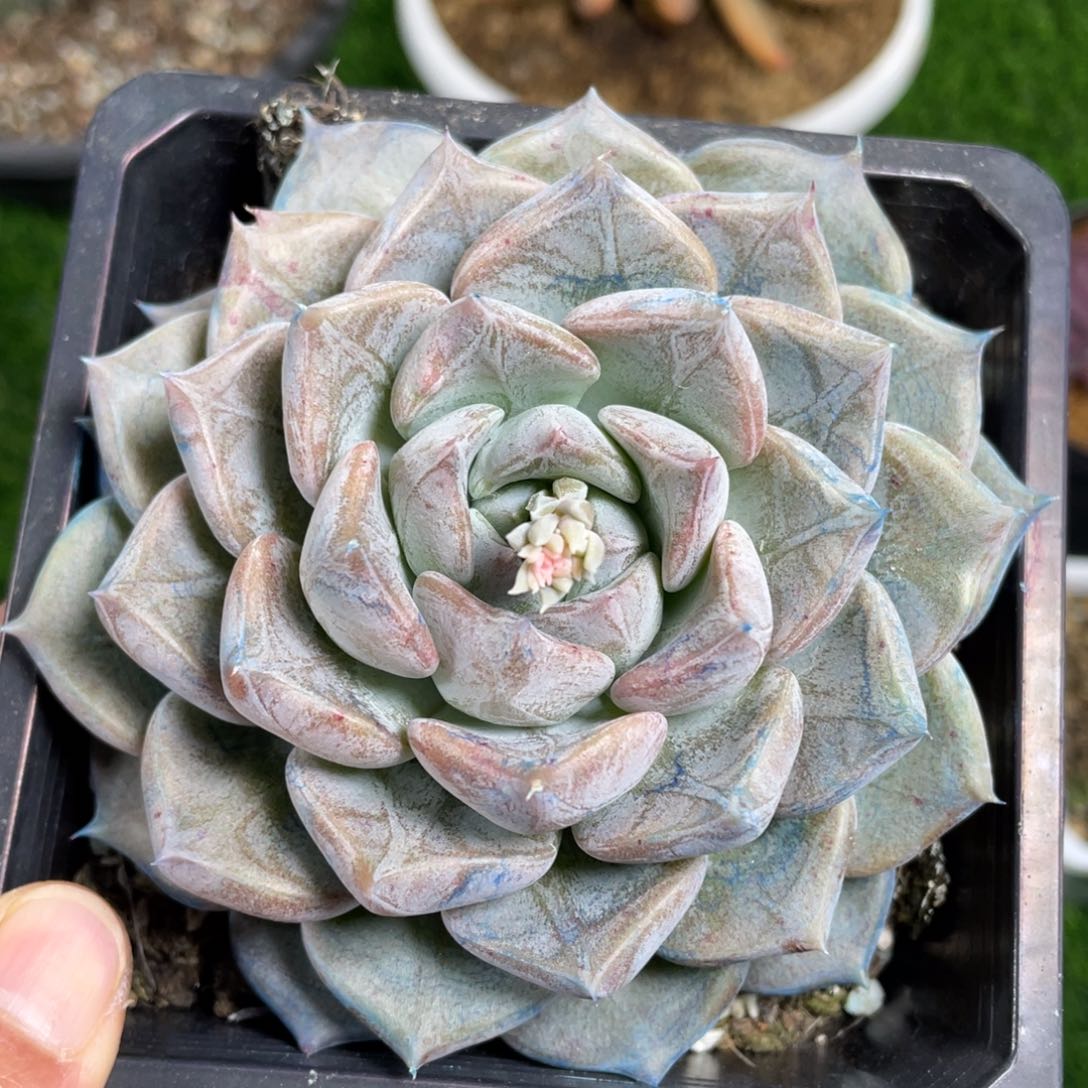 龙纹章单头多肉植物