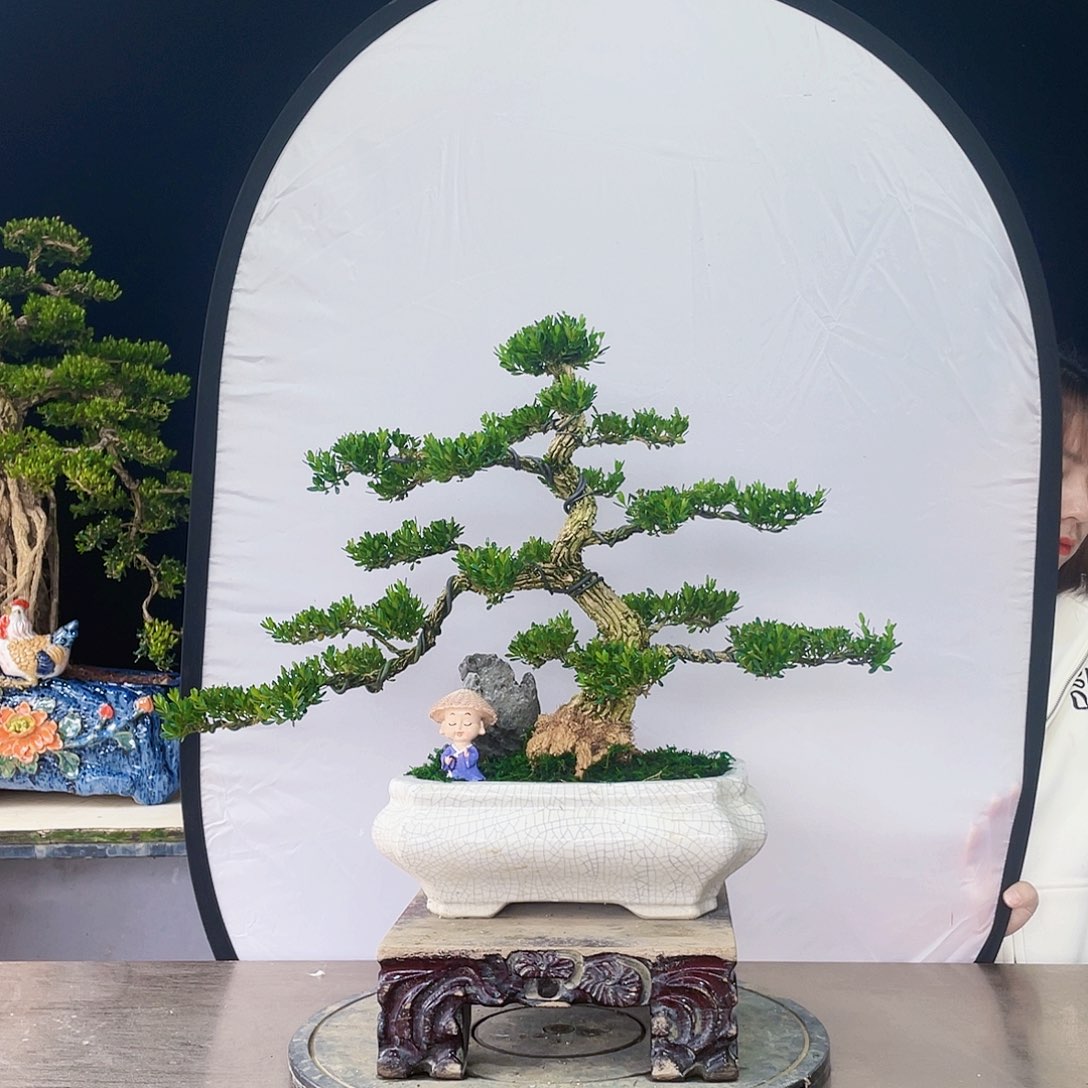 完全开放黄杨盆景四季常青