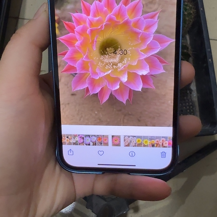 仙人球彩草侧芽歪g430