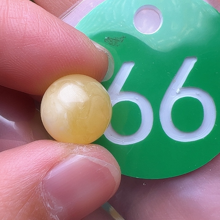 蜜蜡裸石未镶嵌11m m