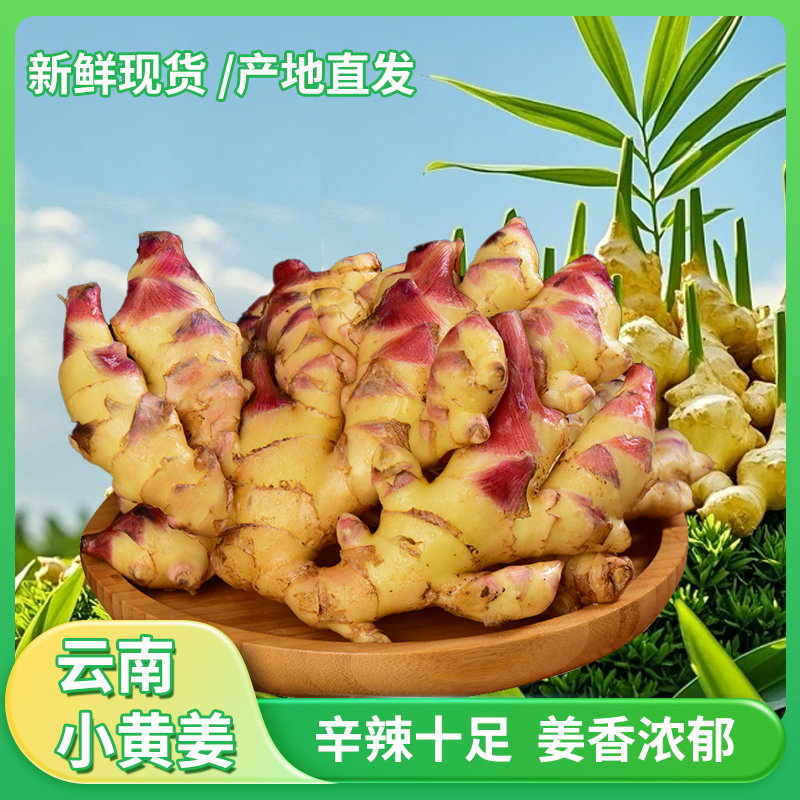 云南小黄姜现挖嫩姜仔姜红芽嫩姜新鲜炒菜泡姜新鲜蔬菜姜味十足