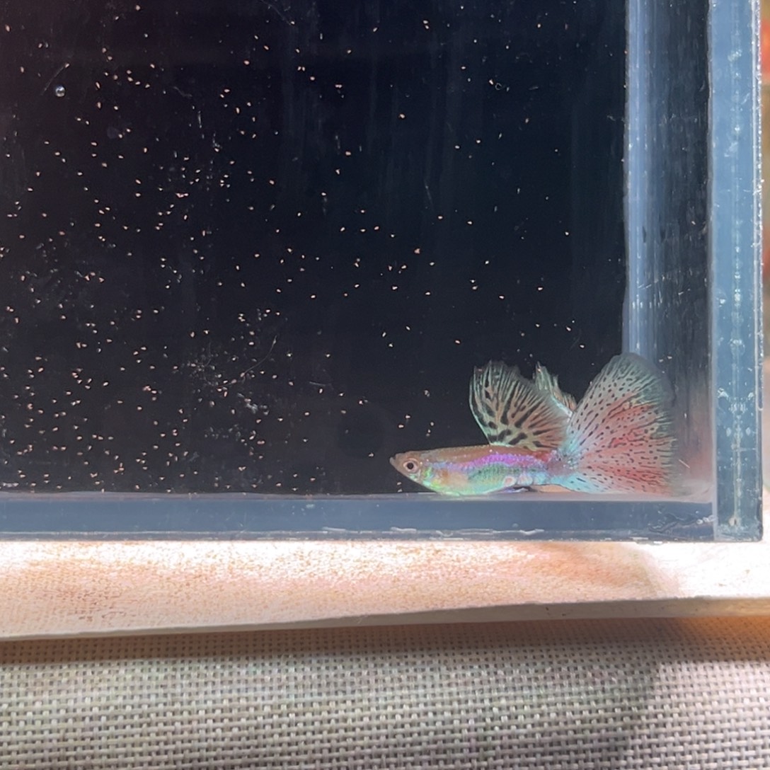 孔雀鱼赛级红草尾3对