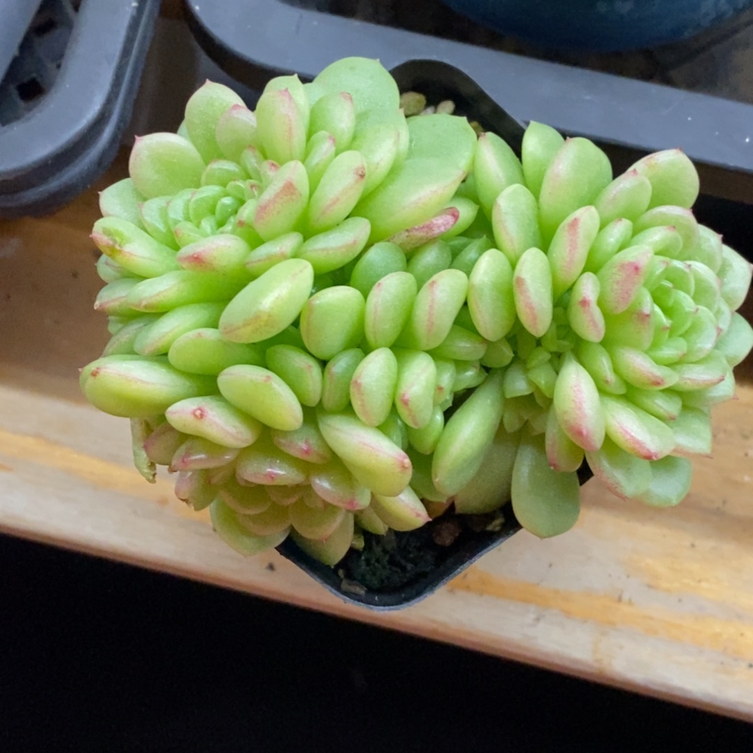 精品多肉一物一拍不包整426