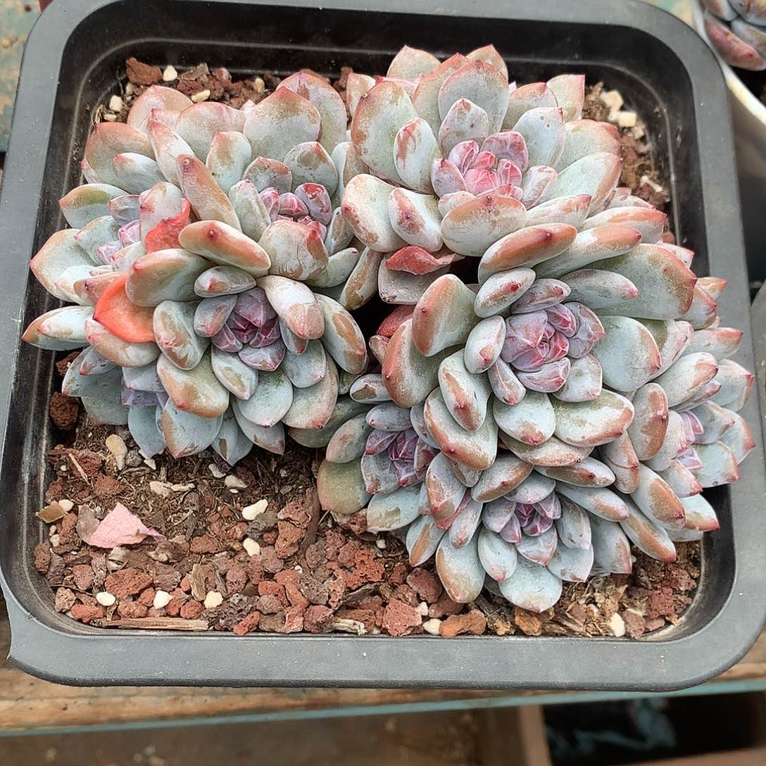 小脸石榴籽群花花