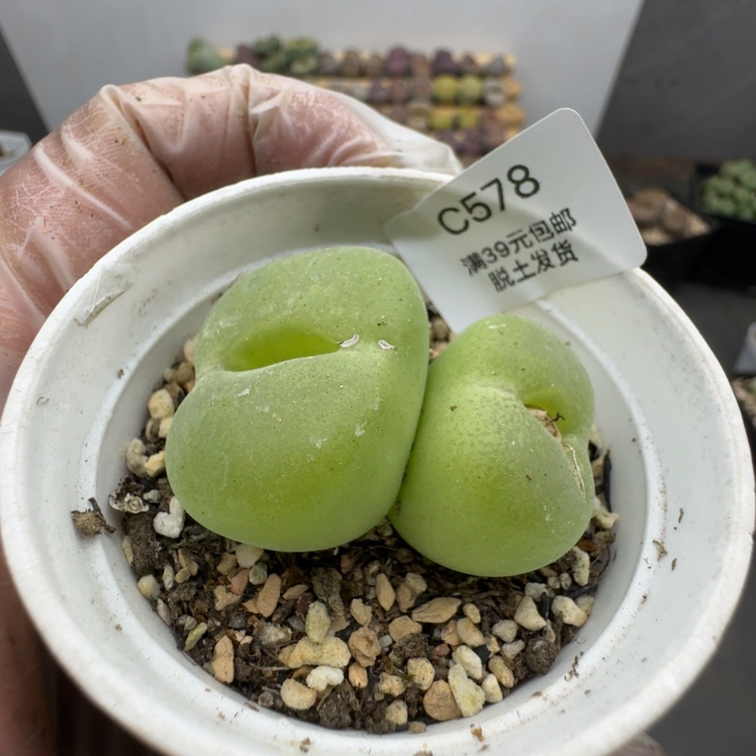 578恍恍惚惚哈哈哈哈哈哈哈哈