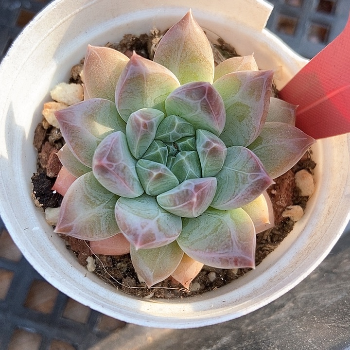 多肉植物美人1389
