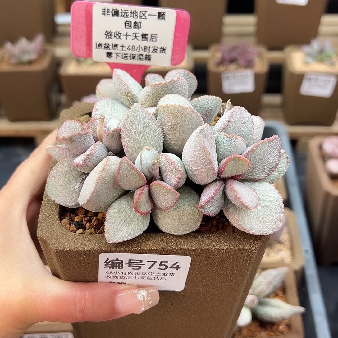 754磨砂蛋900号多肉植物