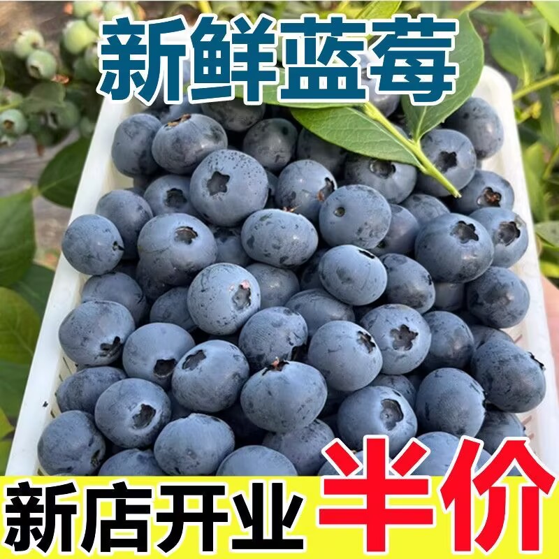 【大果蓝莓】新品种F6新鲜蓝莓鲜果大果水果蓝莓王特大果孕妇怡颗