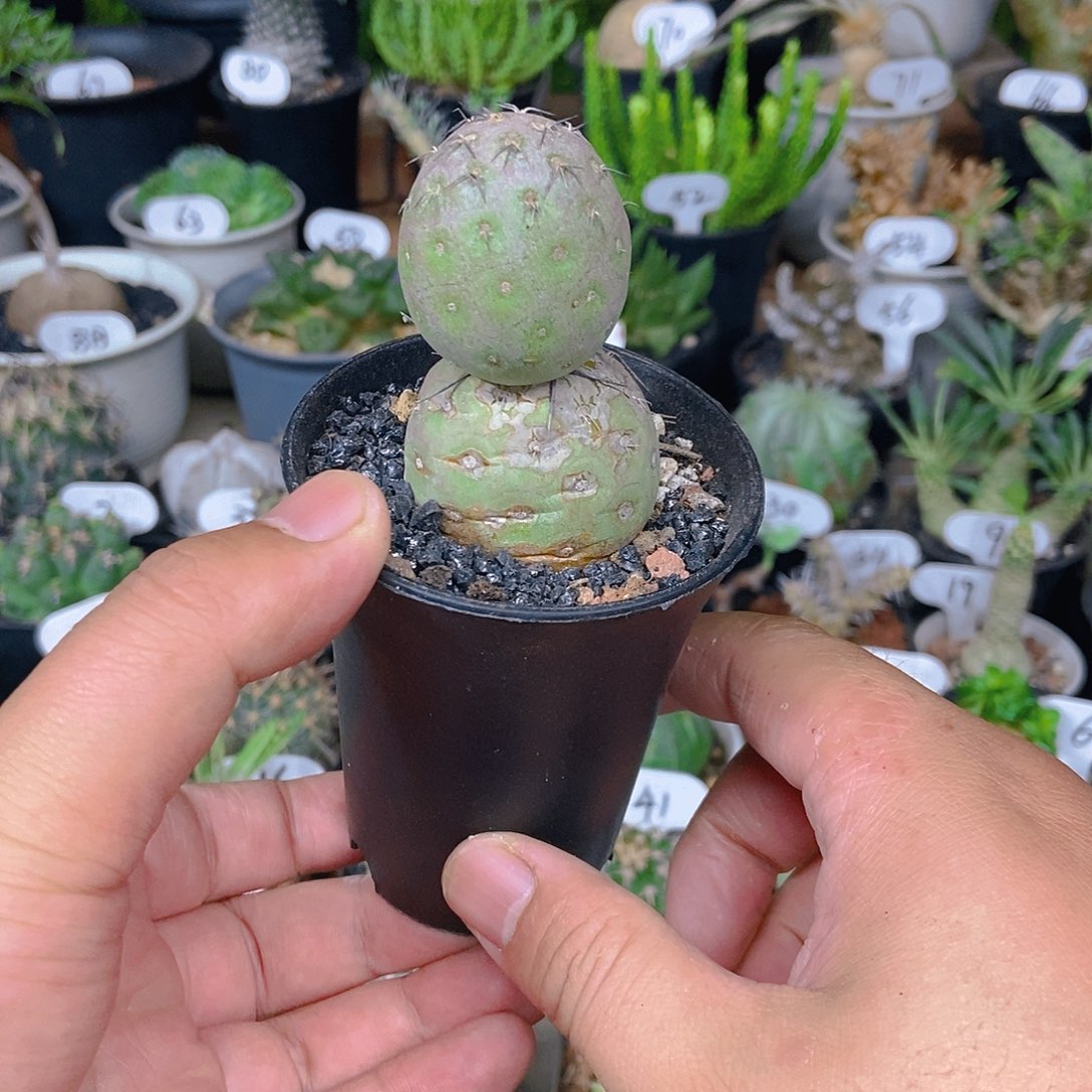 雪人习志野一物一拍