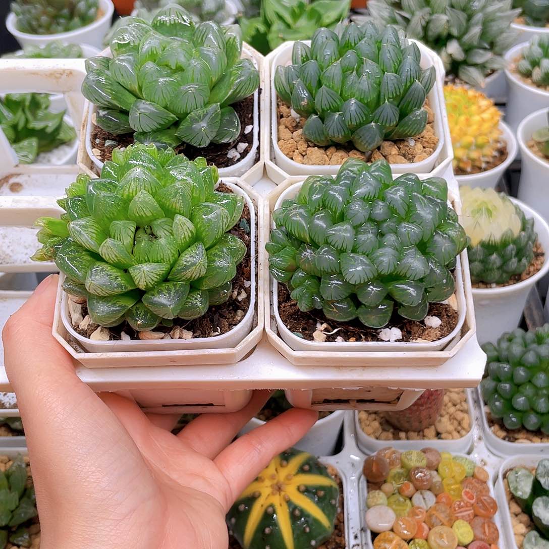 玉露四件套多肉，白盆