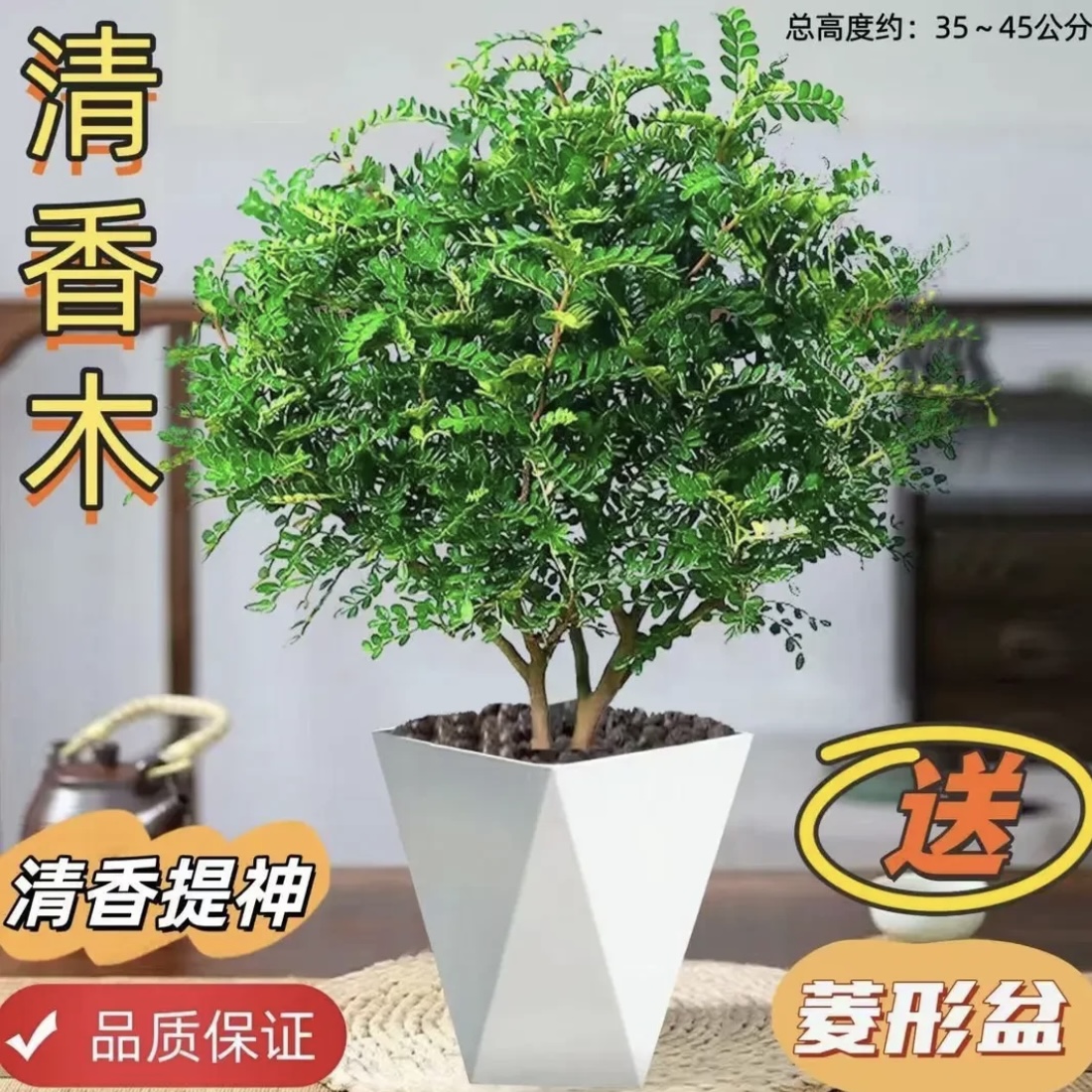 【送白盆】清香木胡椒木绿植驱蚊虫植物花卉盆栽四季常青净化空气清