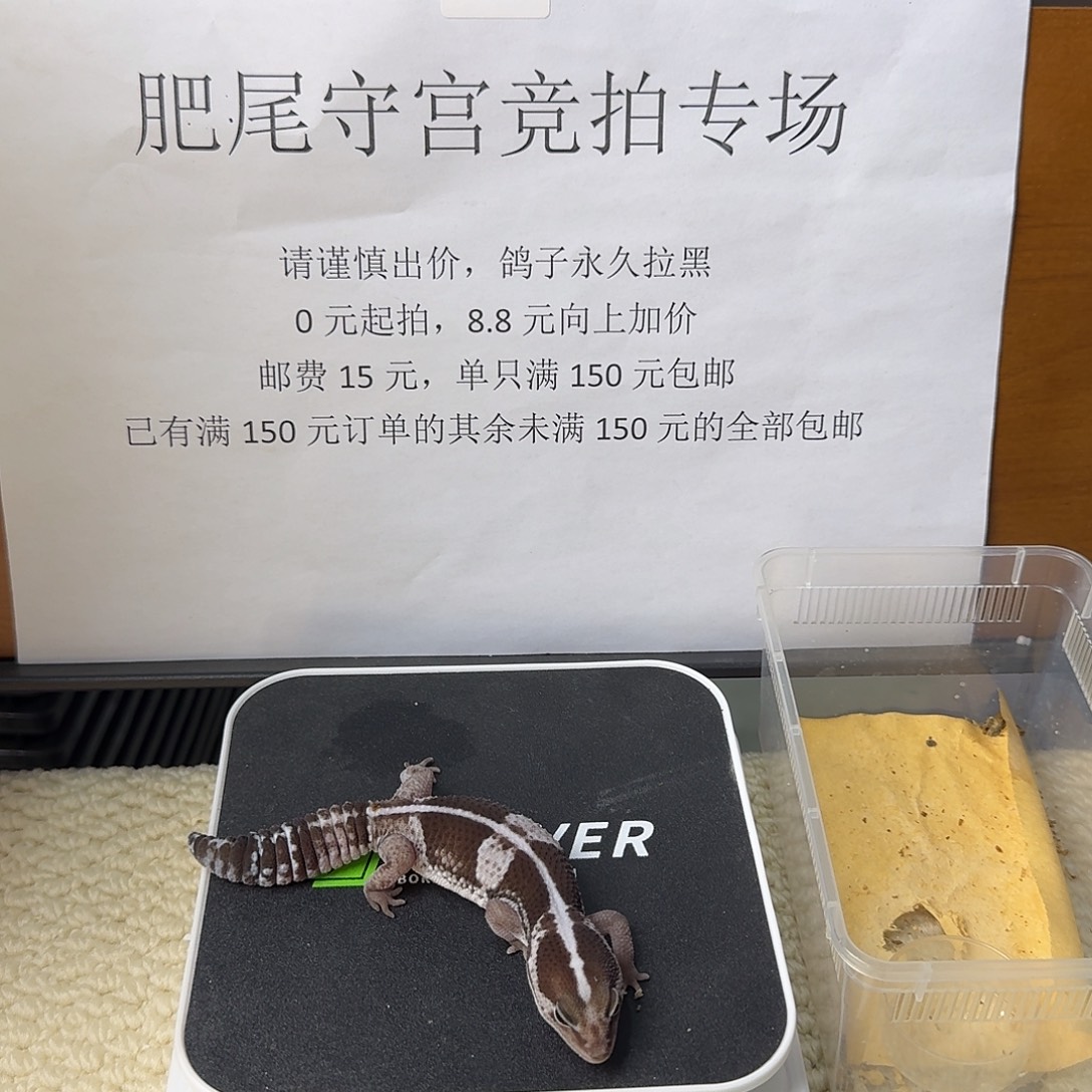 肥尾守宫直线奥利奥 妹妹