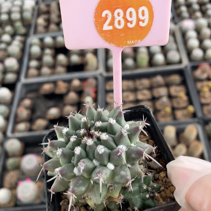 双***星实生乳突28990000