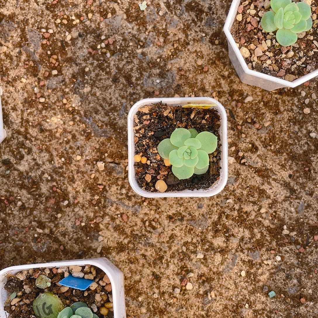 李**?C15 盆一个满25包邮，