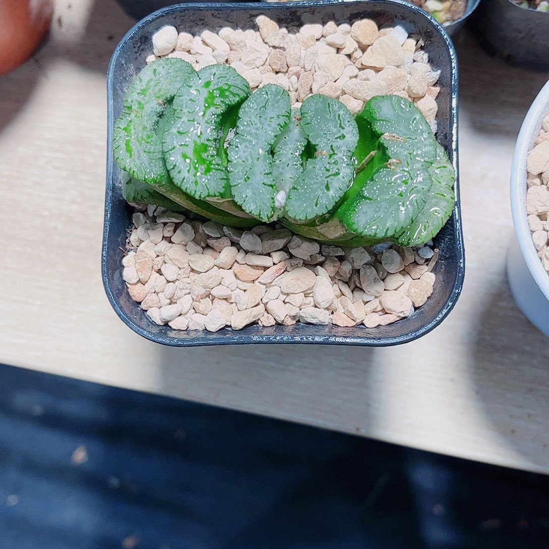 荒肌玉扇新手好养