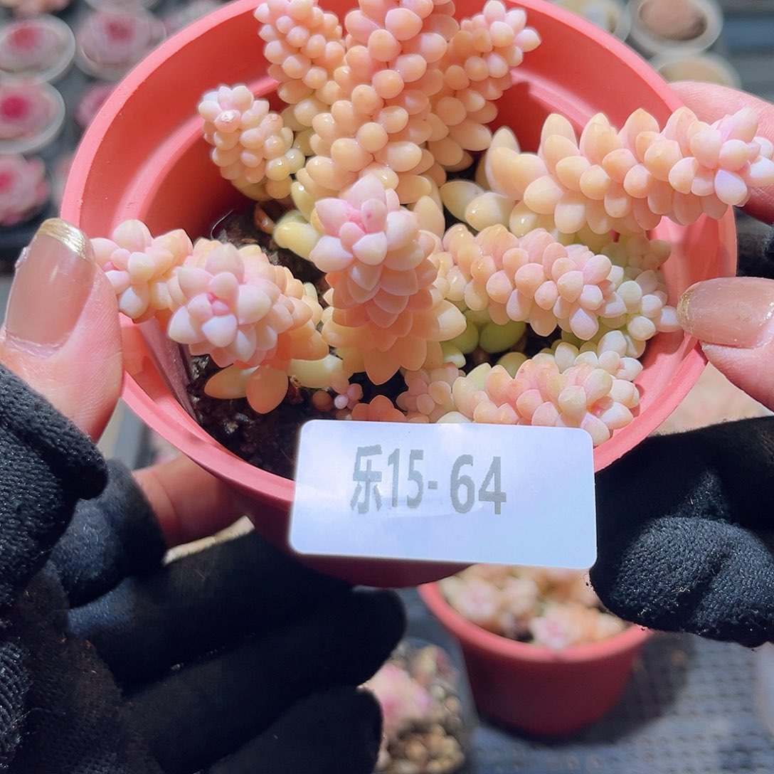 乐15-64 玉缀满杯