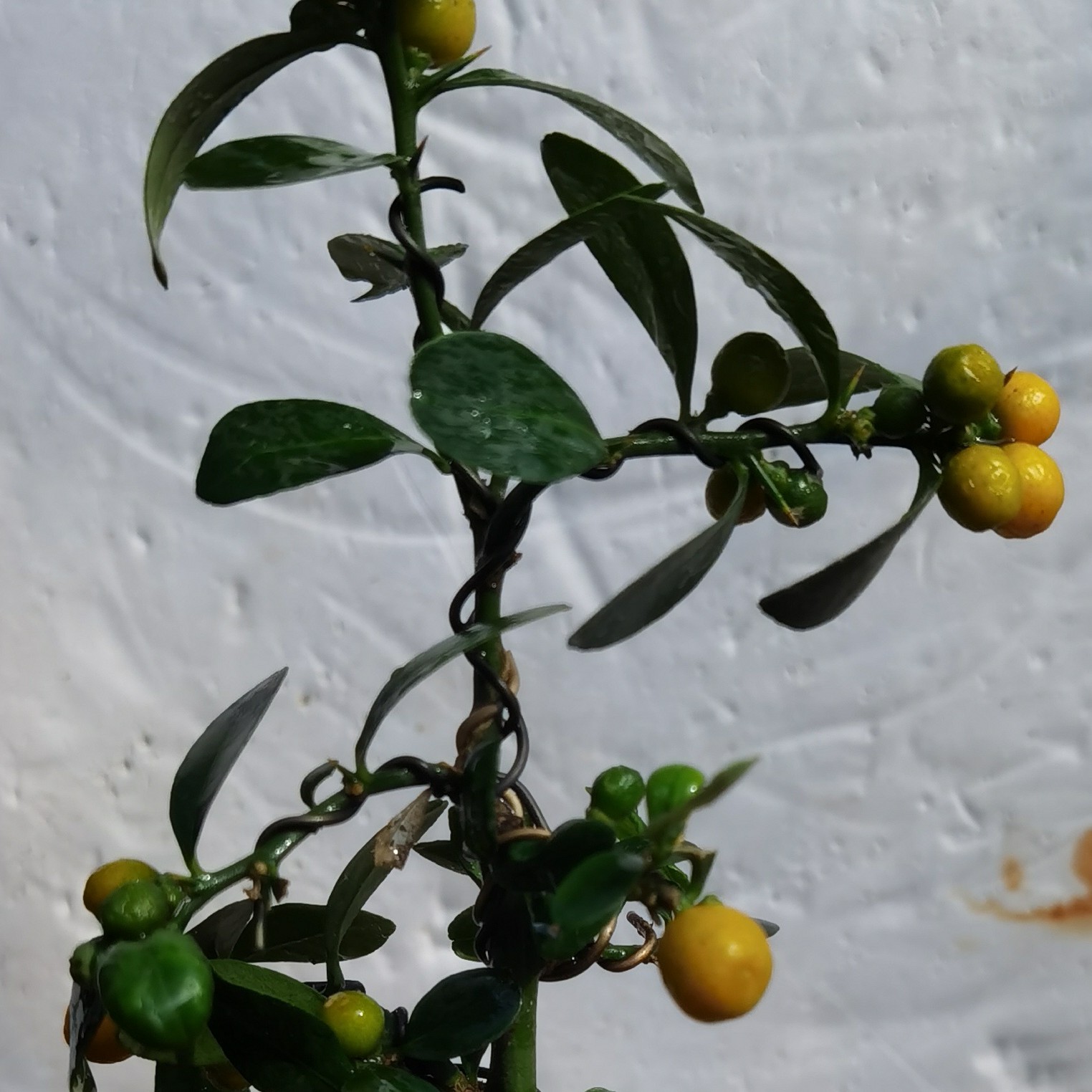 海岛豆籽播苗盆景盆栽庭院黄栌黄栌下山树桩树桩