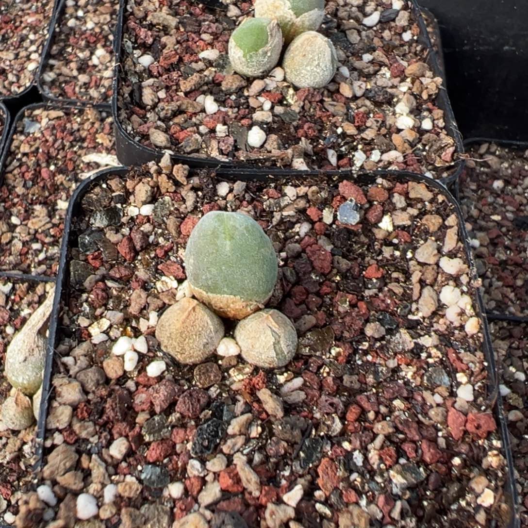 1-27量拍3头哈莫冰晶兔子一颗