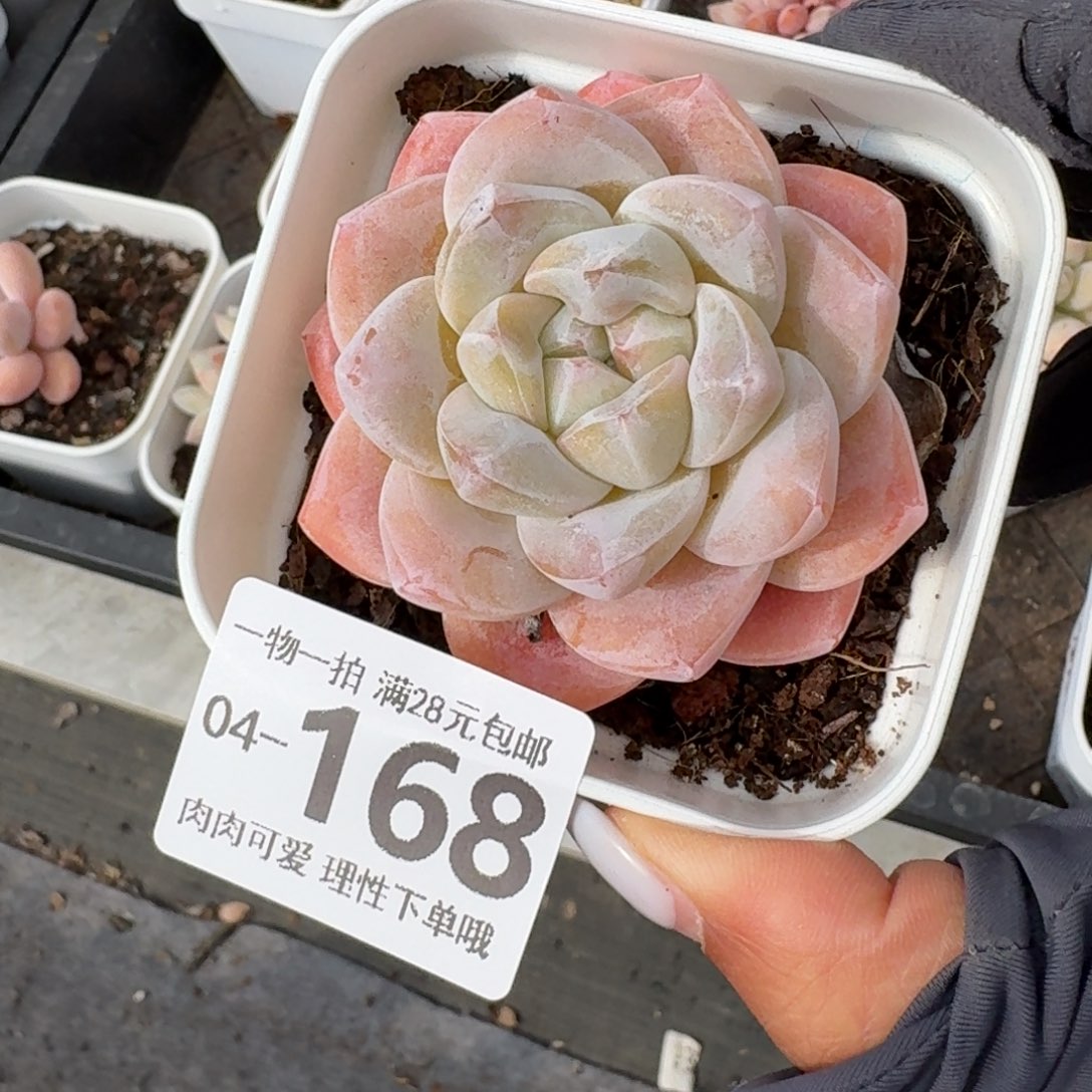 冰玉无盆土发货无盆