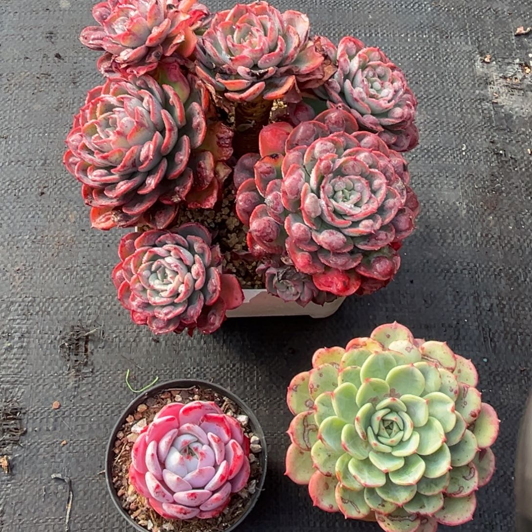 小雨多肉熊猫三颗