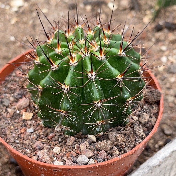 44号实生彩草带盆土