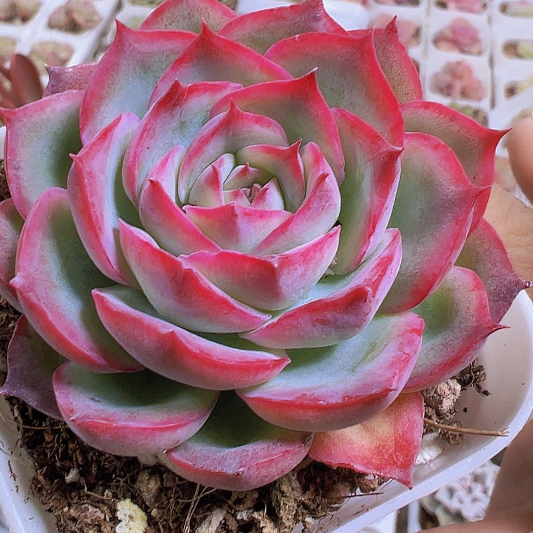 精品侧影19包邮多肉