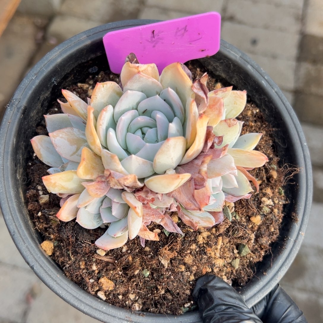 白茶111111111111111