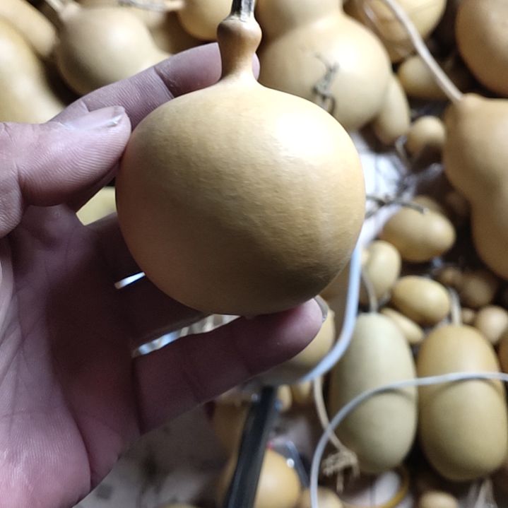 天然葫芦一个桃心葫芦