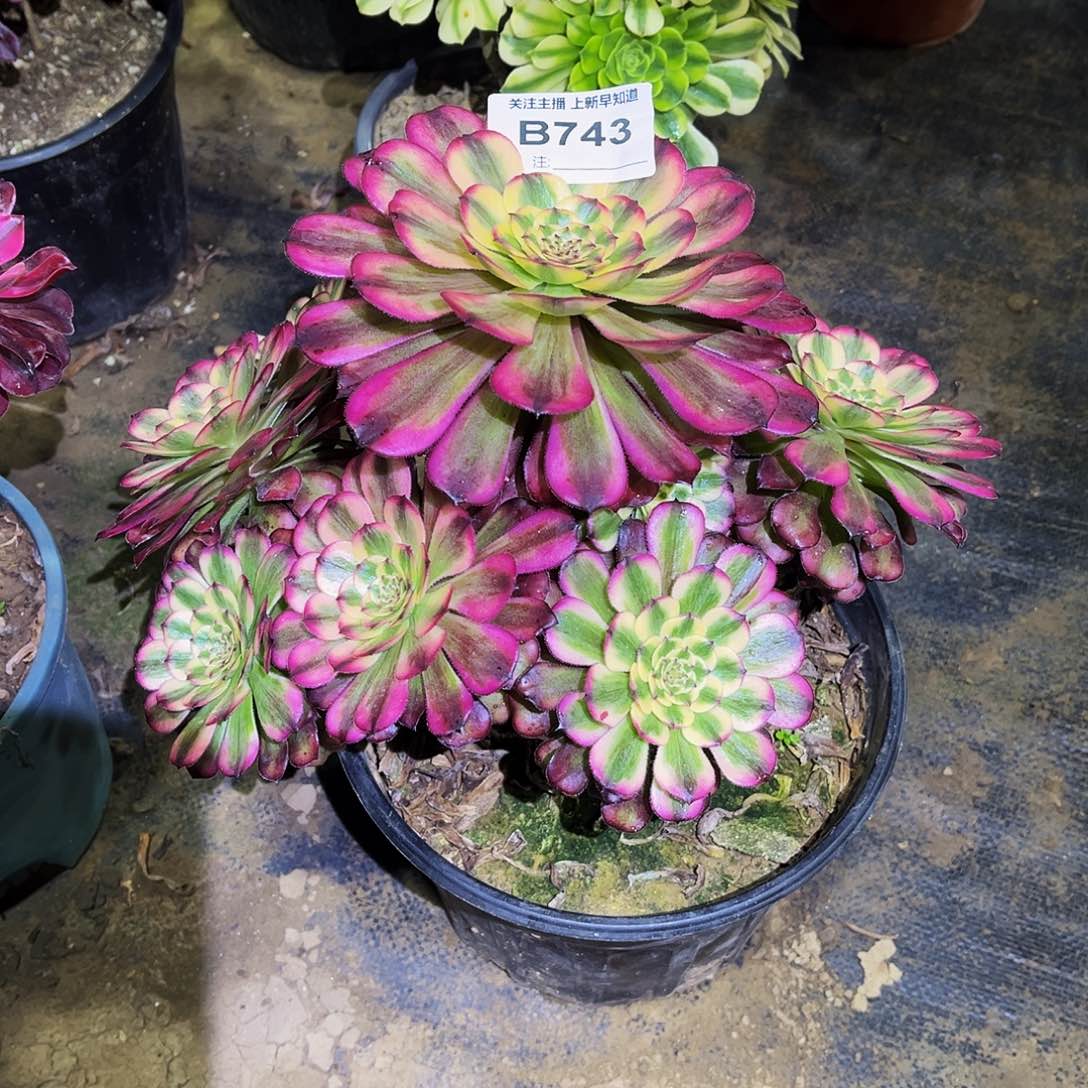 善***言多肉植物743维纳斯