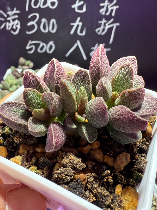 朱雀，带盆发货满88包顺丰