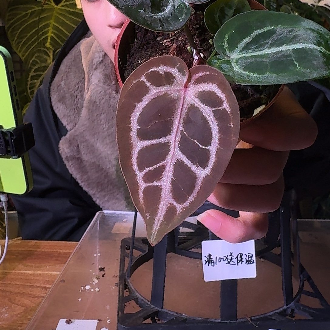 不开花植物G426紫水晶米歇尔