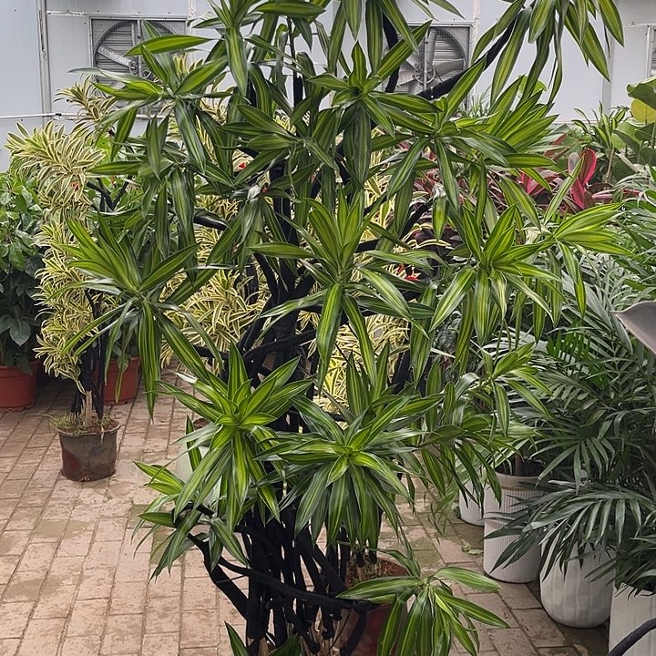完全开放花陶园艺金心百合竹
