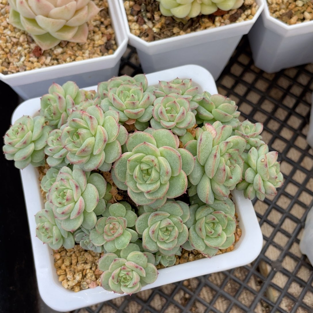 优选边线朵朵脸麦杆1278