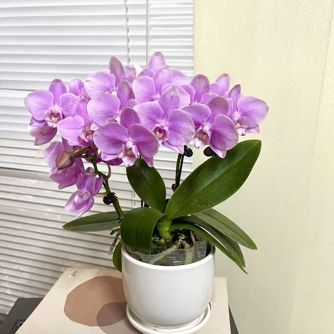 蝴蝶兰【粉天使】3支花剑  室内花花 广州基地直发