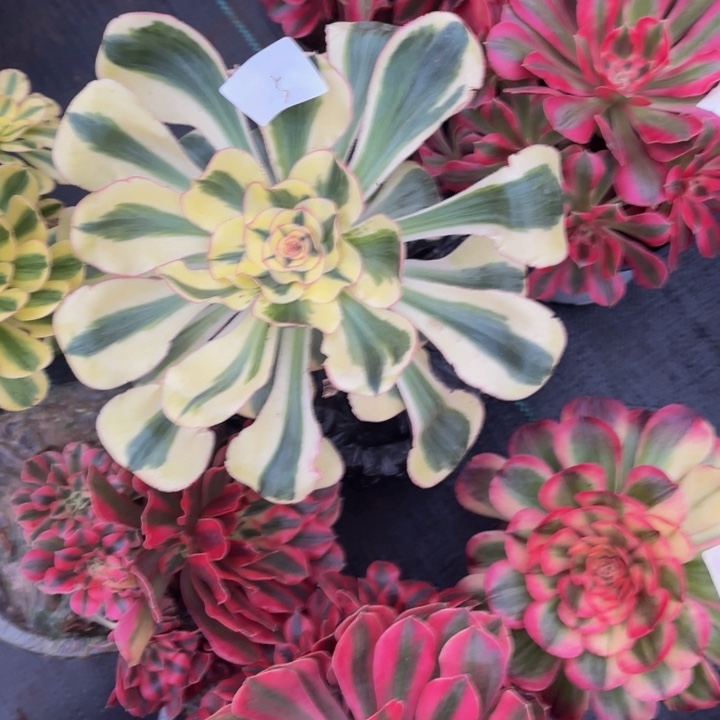 云南燕姿好看5号拍拍拍